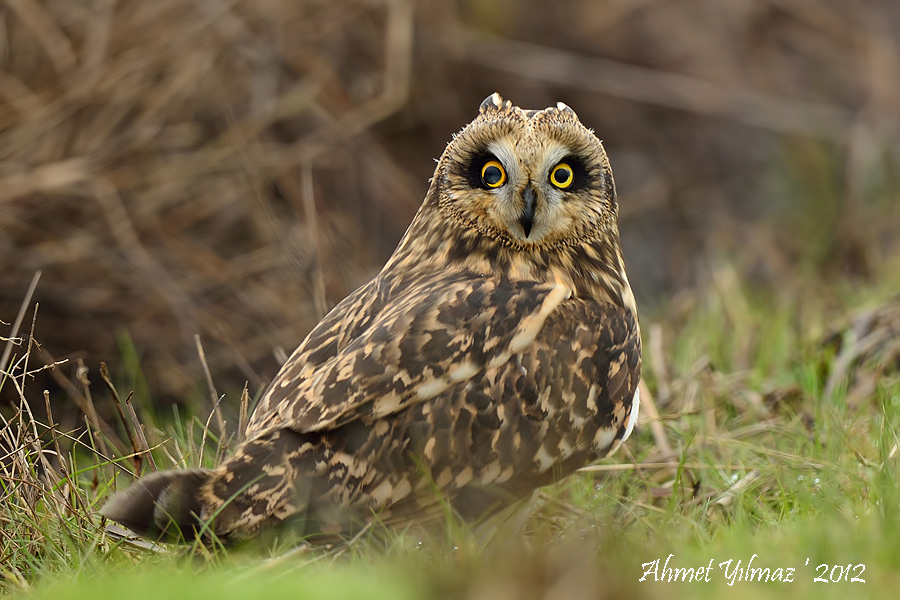 Kır baykuşu » Short-eared Owl » Asio flammeus