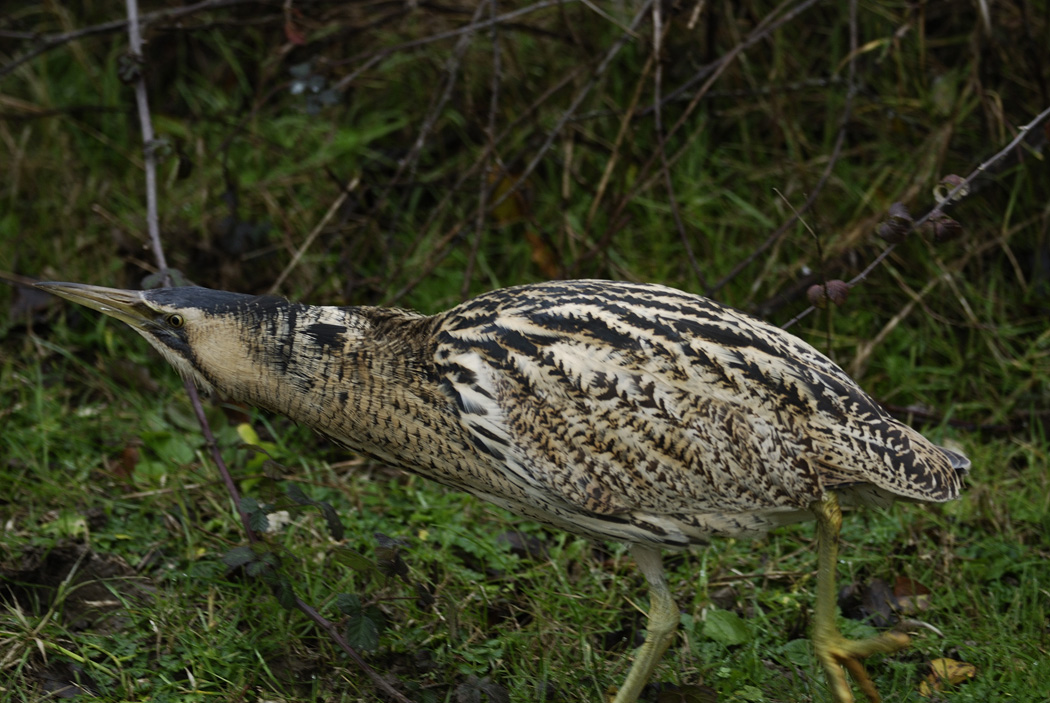 Balaban » Eurasian Bittern » Botaurus stellaris