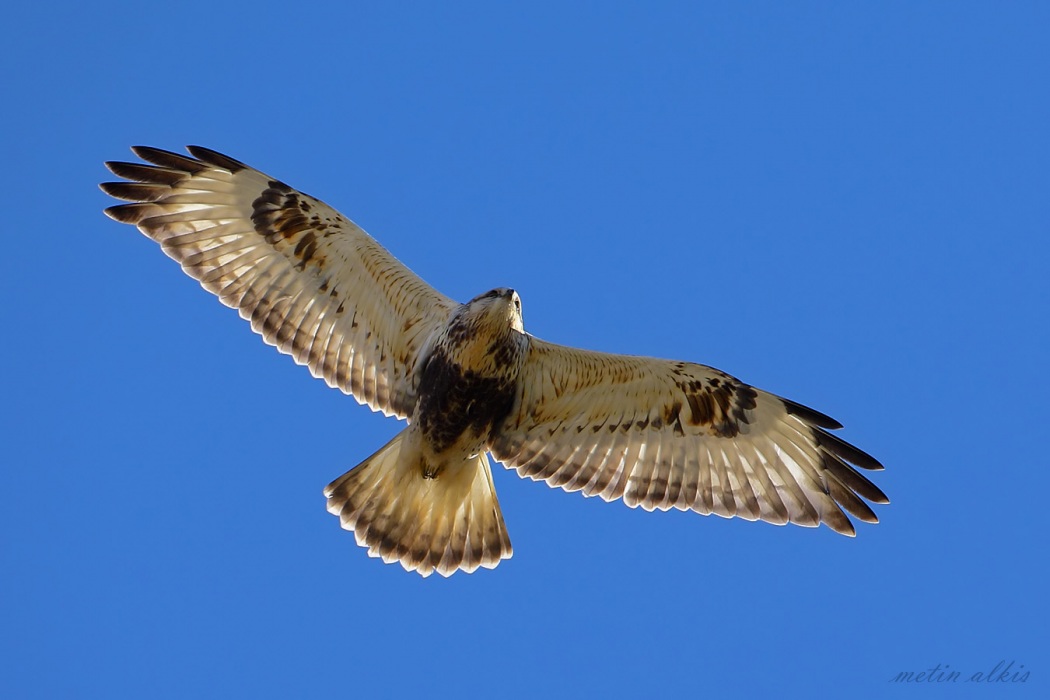 Paçalı şahin » Rough-legged Buzzard » Buteo lagopus