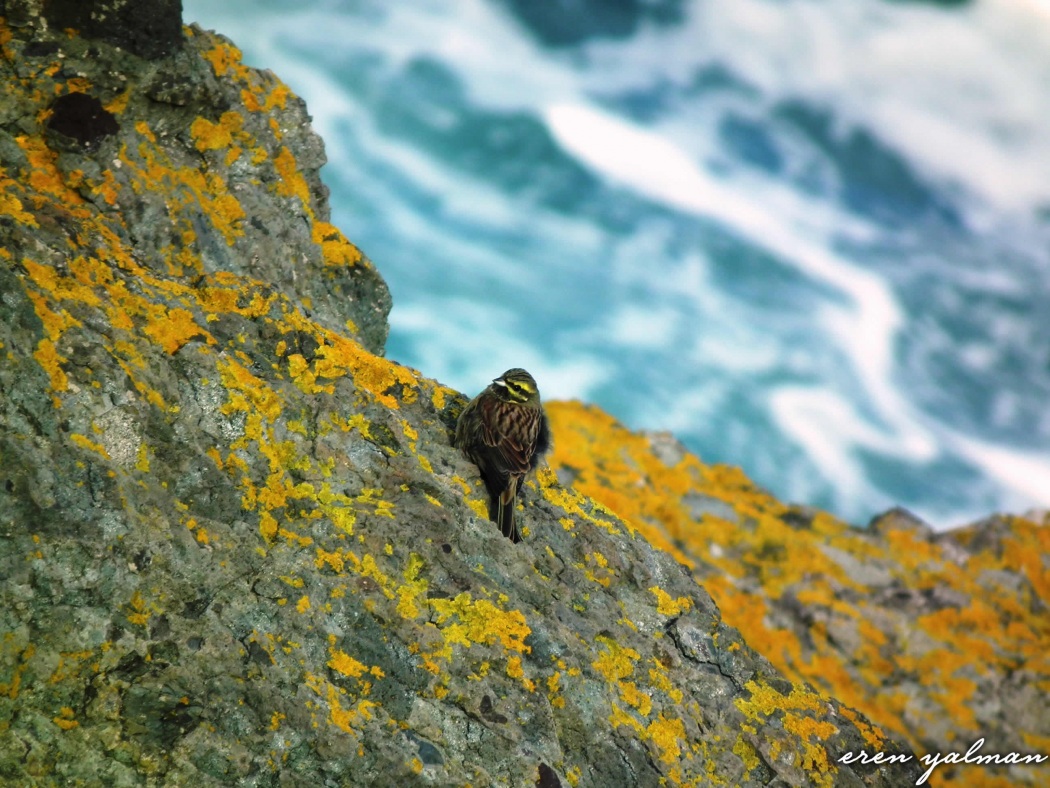 Bahçe kirazkuşu » Cirl Bunting » Emberiza cirlus