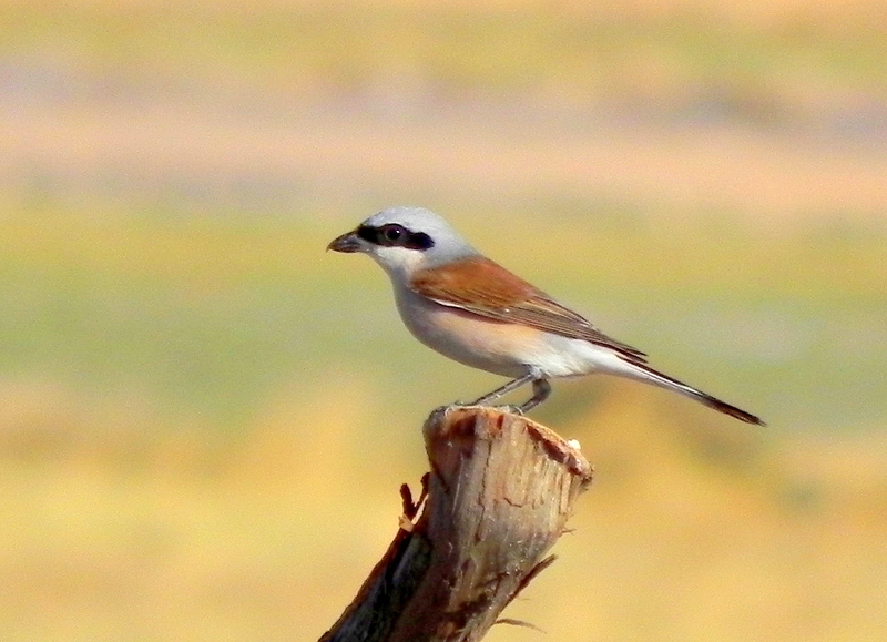 Kızılsırtlı örümcekkuşu » Red-backed Shrike » Lanius collurio