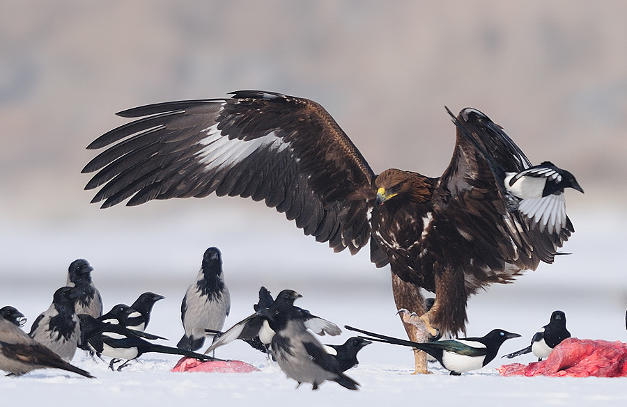Kaya kartalı » Golden Eagle » Aquila chrysaetos