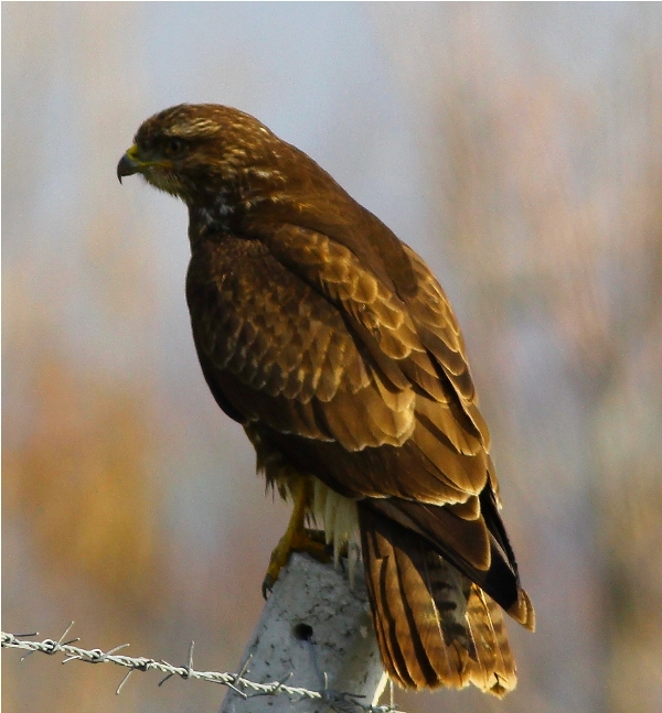 Şahin » Common Buzzard » Buteo buteo