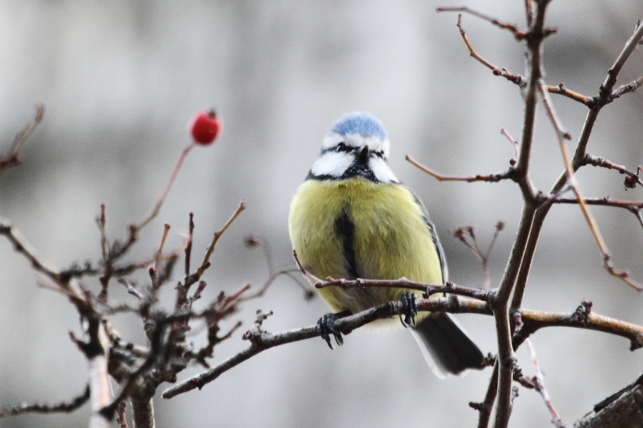Mavi baştankara » Eurasian Blue Tit » Cyanistes caeruleus