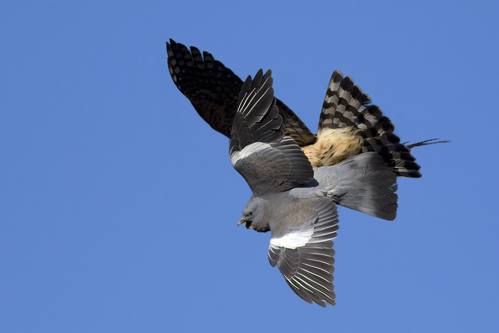 Çakır » Northern Goshawk » Astur gentilis