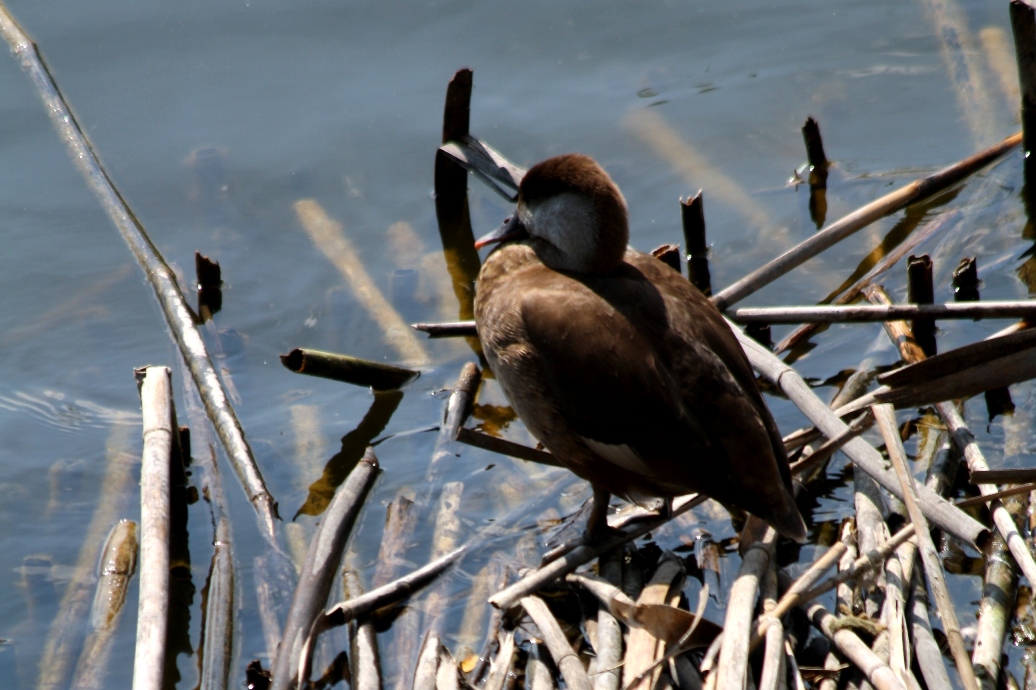 Macar ördeği » Red-crested Pochard » Netta rufina