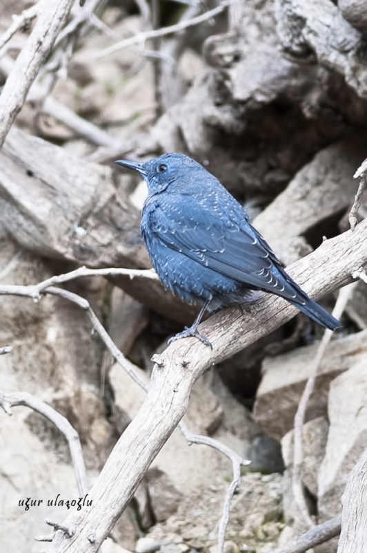 Gökardıç » Blue Rock Thrush » Monticola solitarius