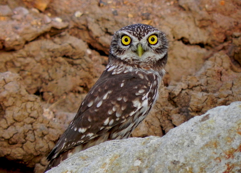 Kukumav » Little Owl » Athene noctua