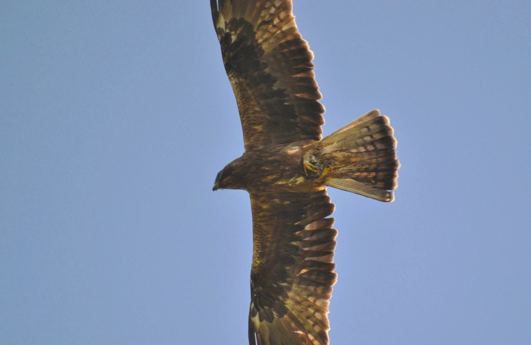 Küçük kartal