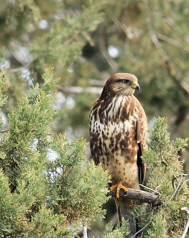 Şahin » Common Buzzard » Buteo buteo