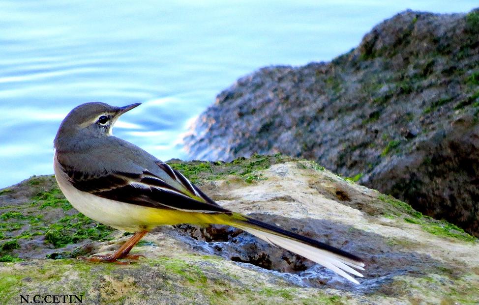 Dağ kuyruksallayanı » Grey Wagtail » Motacilla cinerea