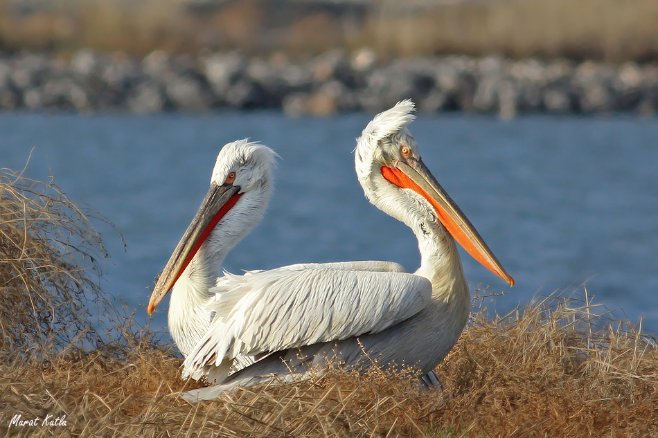 Tepeli pelikan » Dalmatian Pelican » Pelecanus crispus