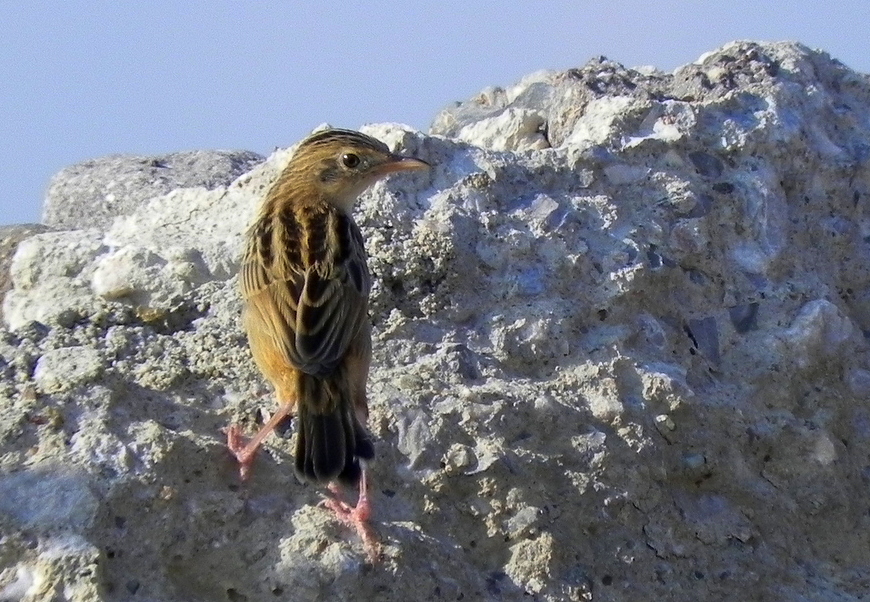 Yelpazekuyruk » Zitting Cisticola » Cisticola juncidis