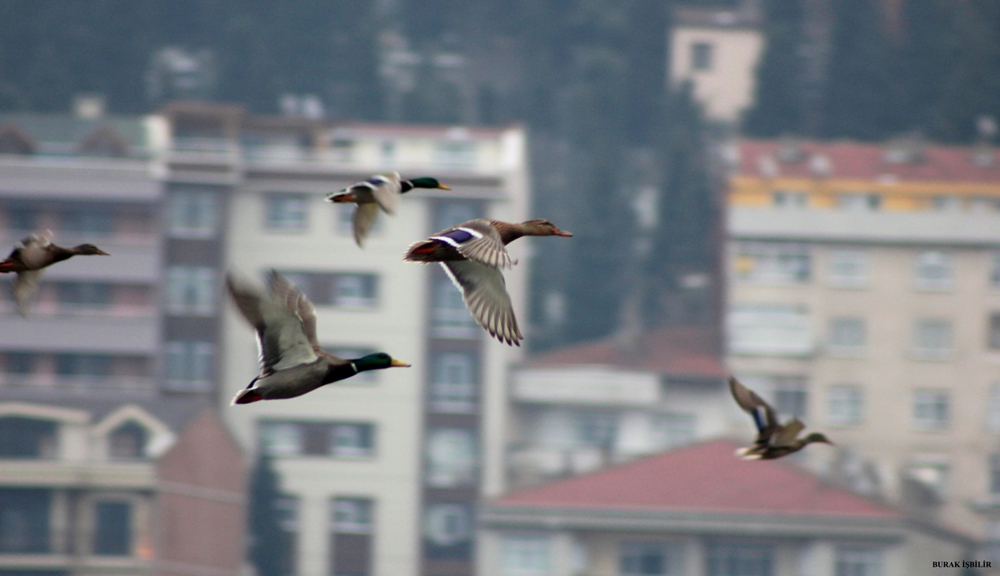 Yeşilbaş » Mallard » Anas platyrhynchos