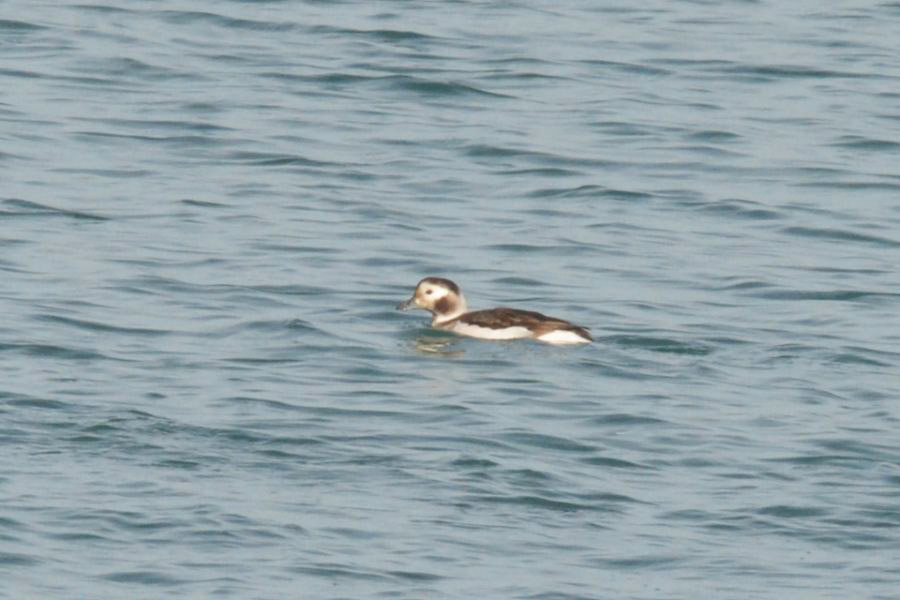 Telkuyruk » Long-tailed Duck » Clangula hyemalis