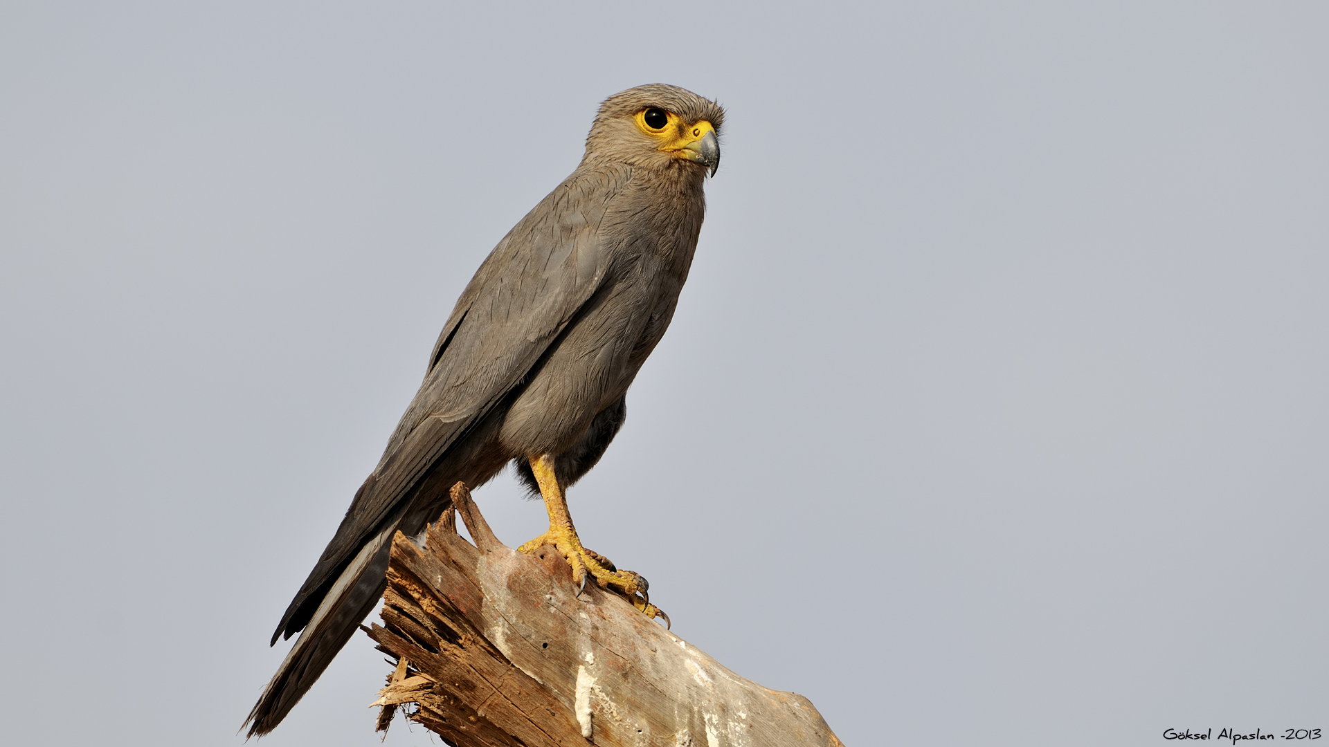 Gri doğan » Sooty Falcon » Falco concolor
