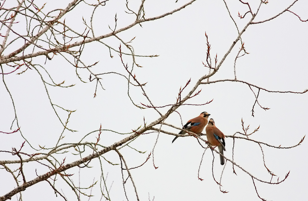 Alakarga » Eurasian Jay » Garrulus glandarius