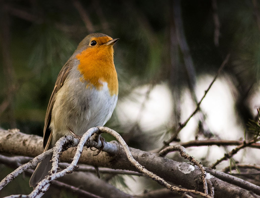 Kızılgerdan » European Robin » Erithacus rubecula