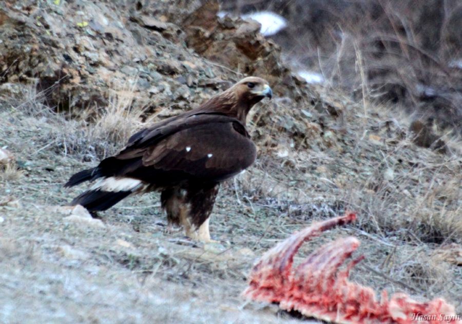 Kaya kartalı » Golden Eagle » Aquila chrysaetos