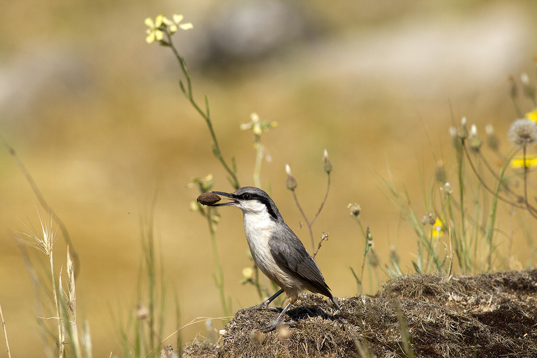 Kaya sıvacısı » Western Rock Nuthatch » Sitta neumayer