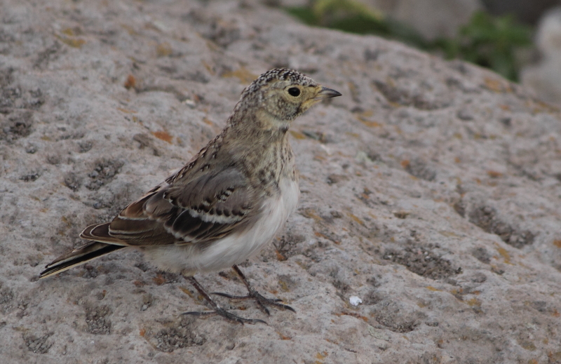 Kulaklı toygar » Horned Lark » Eremophila alpestris