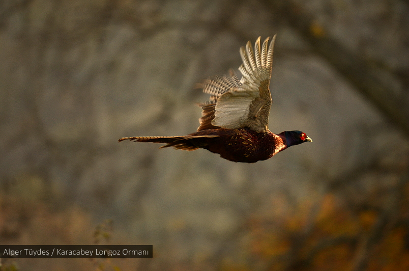 Sülün » Common Pheasant » Phasianus colchicus