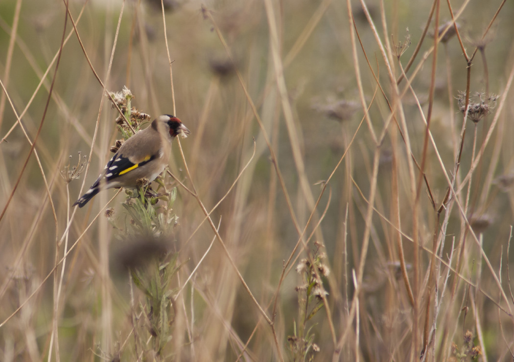Saka » European Goldfinch » Carduelis carduelis