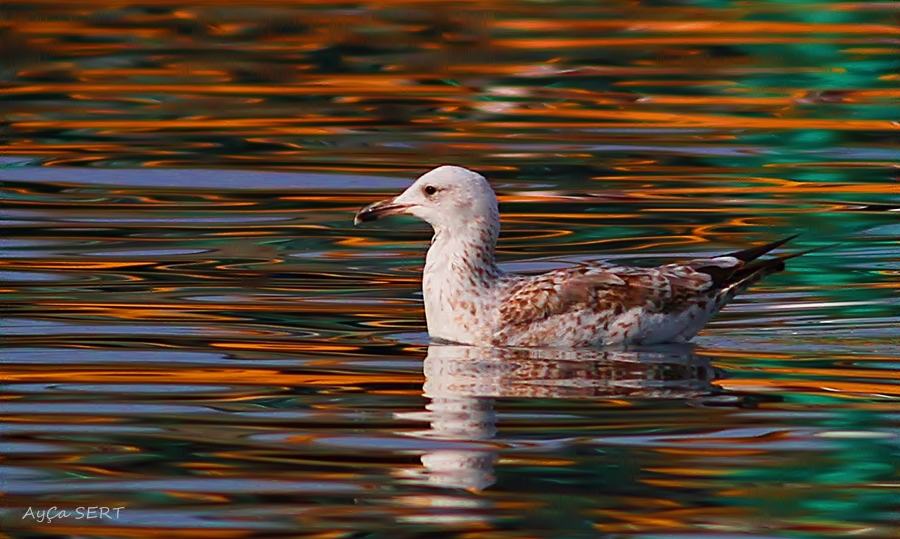 Gümüş martı » Yellow-legged Gull » Larus michahellis