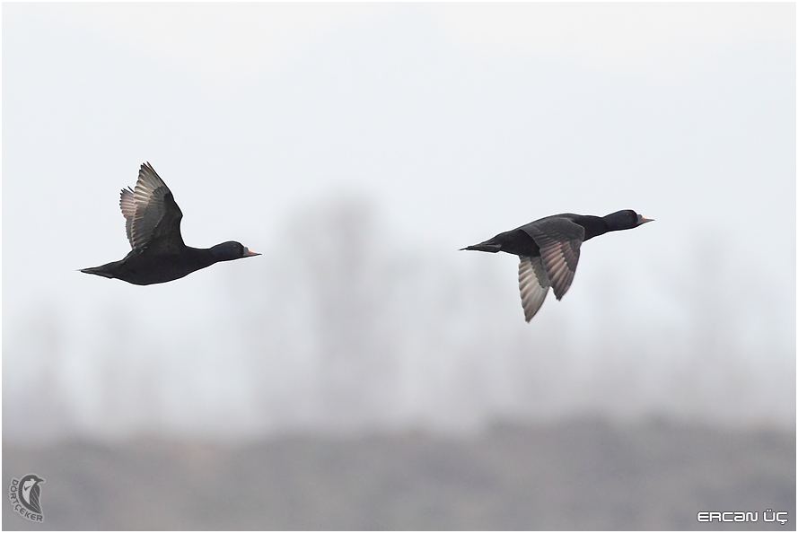 Kara ördek » Common Scoter » Melanitta nigra