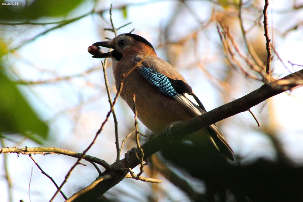 Alakarga » Eurasian Jay » Garrulus glandarius