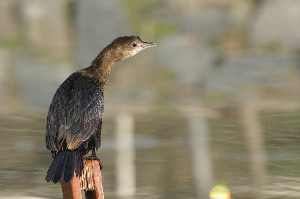 Küçük karabatak » Pygmy Cormorant » Microcarbo pygmaeus