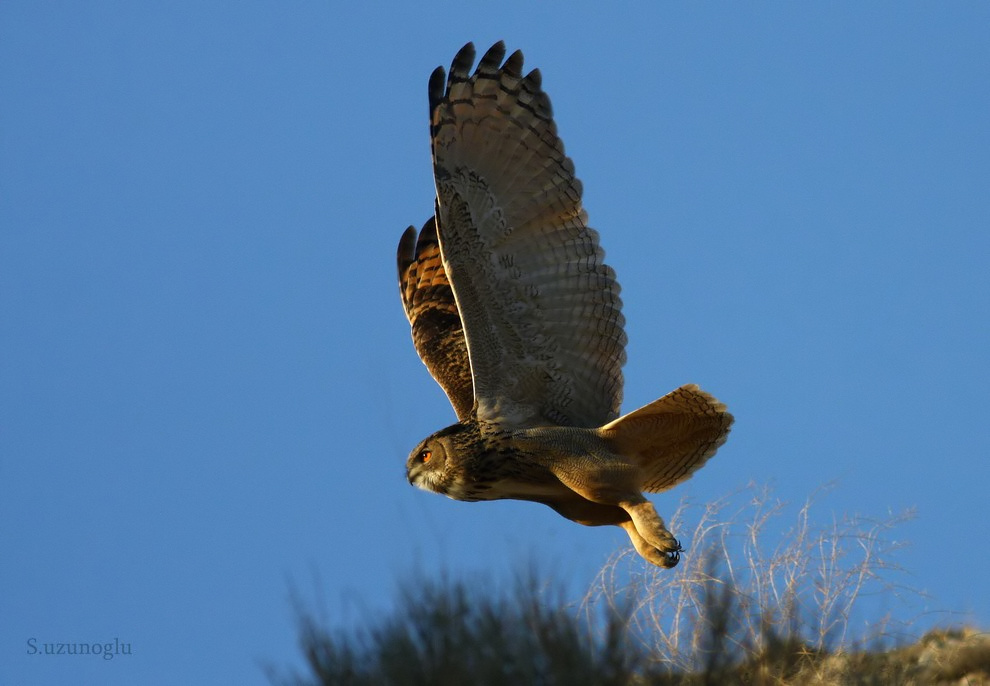 Puhu » Eurasian Eagle-Owl » Bubo bubo