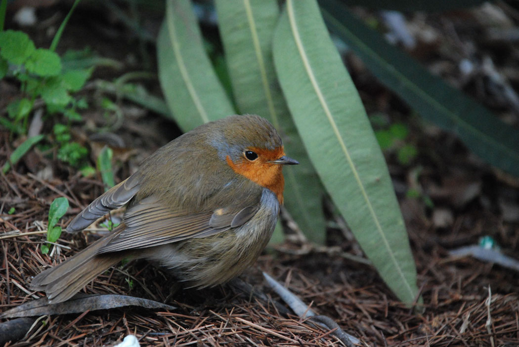Kızılgerdan » European Robin » Erithacus rubecula