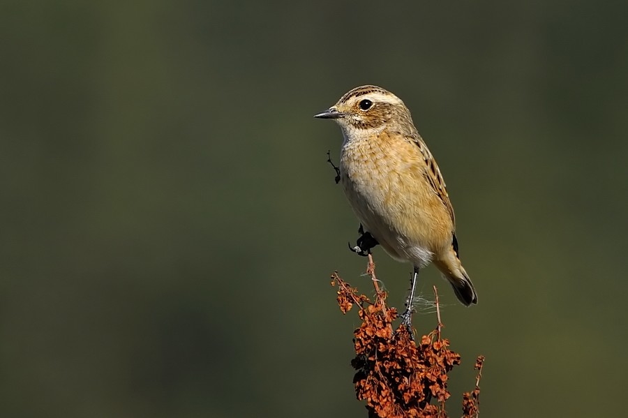 Çayır taşkuşu » Whinchat » Saxicola rubetra