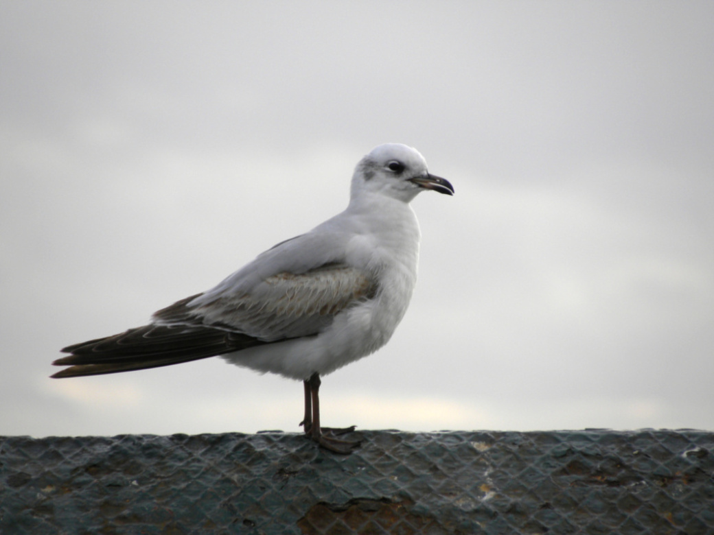 Akdeniz martısı » Mediterranean Gull » Ichthyaetus melanocephalus