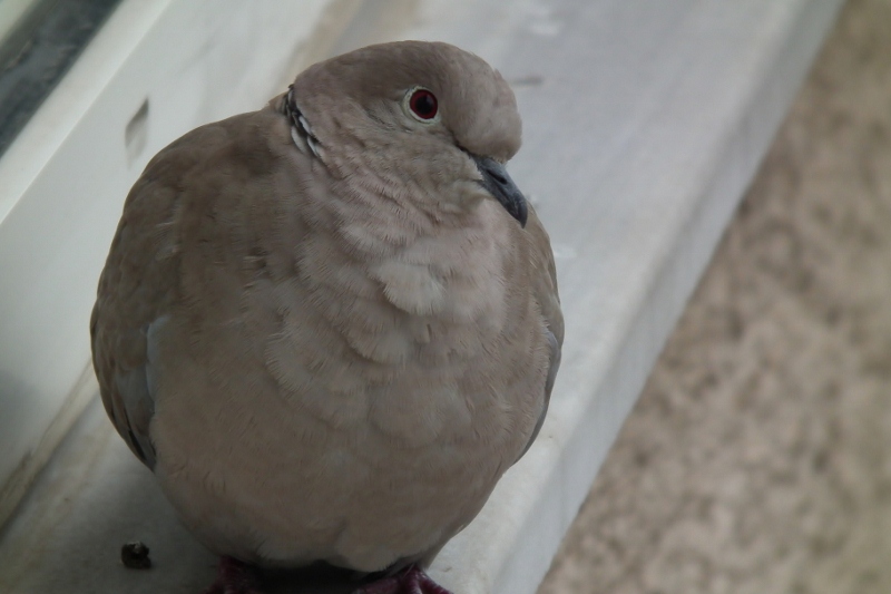 Kumru » Eurasian Collared Dove » Streptopelia decaocto