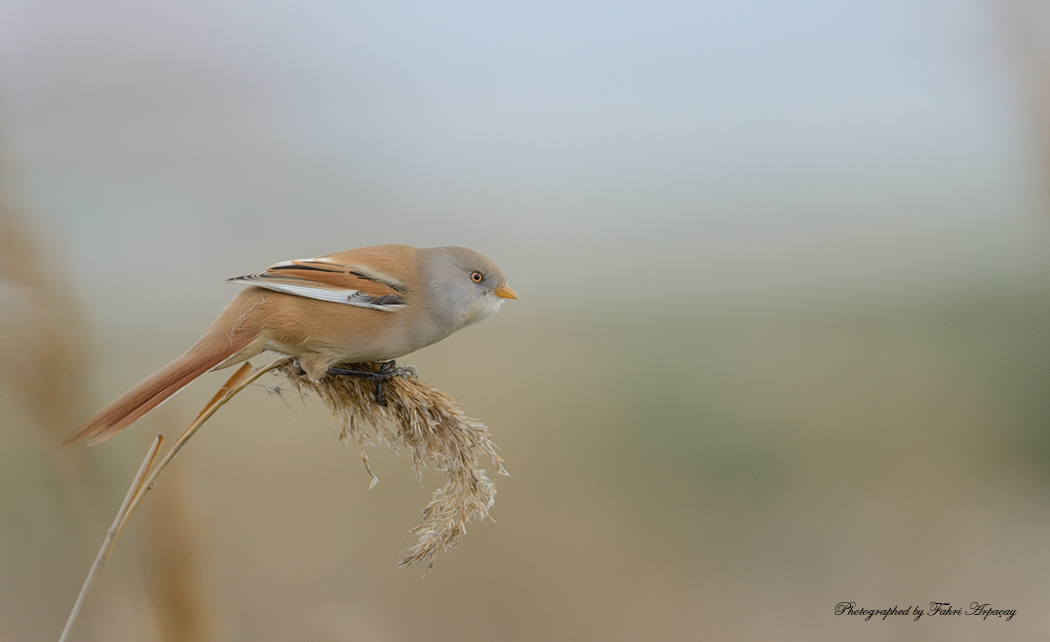 Bıyıklı baştankara » Bearded Reedling » Panurus biarmicus