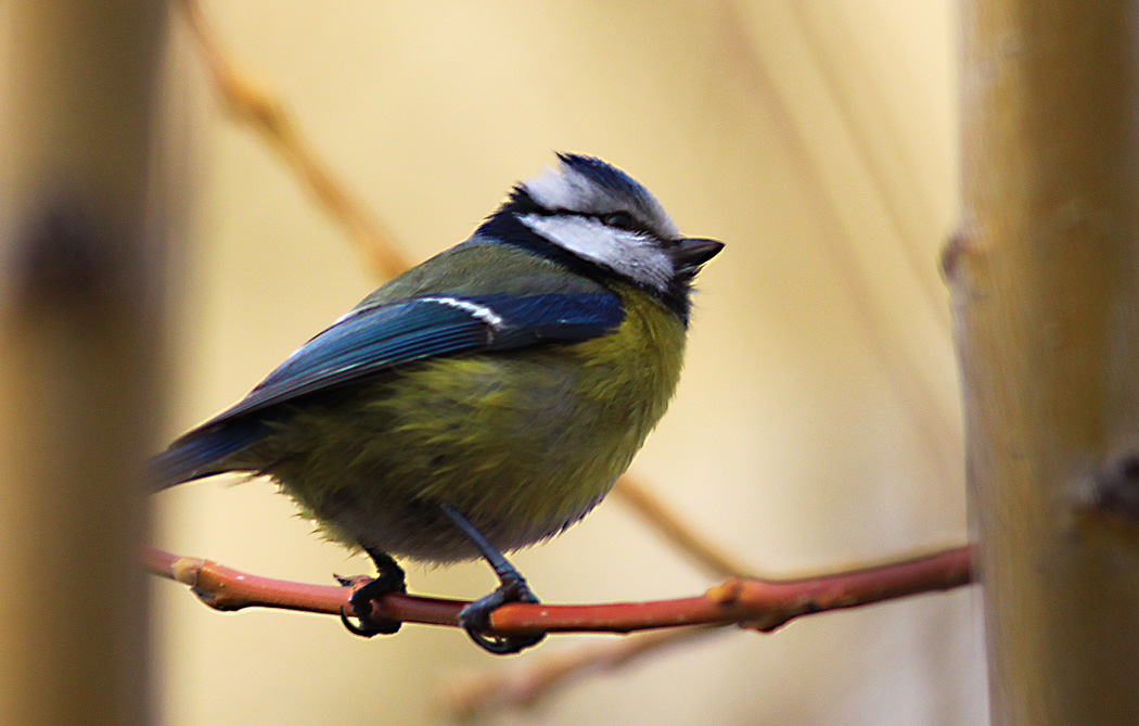 Mavi baştankara » Eurasian Blue Tit » Cyanistes caeruleus