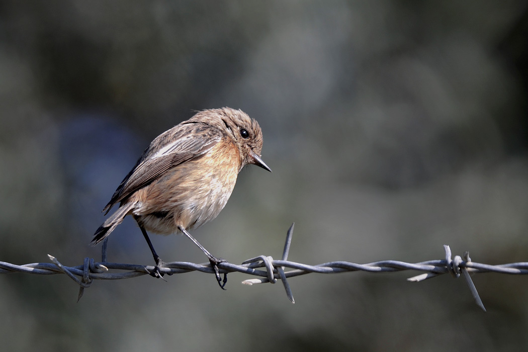Taşkuşu » European Stonechat » Saxicola rubicola