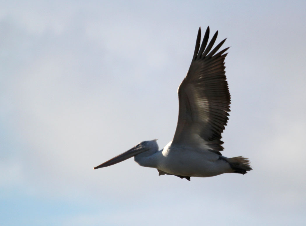 Tepeli pelikan » Dalmatian Pelican » Pelecanus crispus