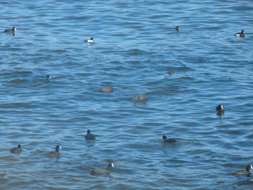 Sakarmeke » Eurasian Coot » Fulica atra