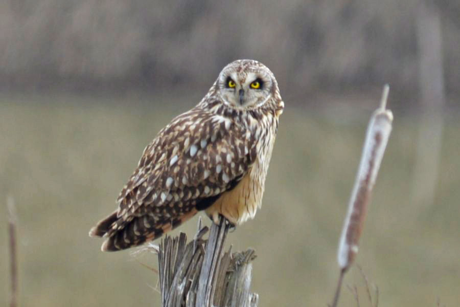 Kır baykuşu » Short-eared Owl » Asio flammeus