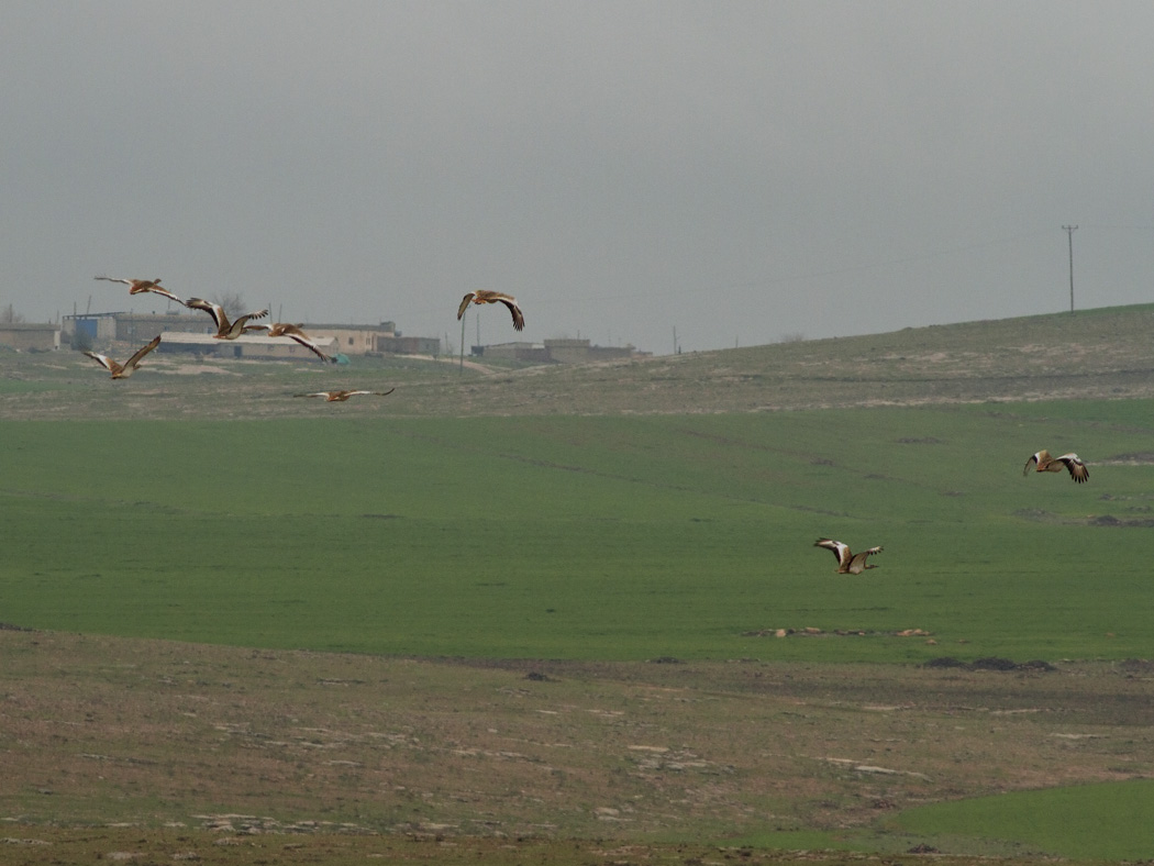Toy » Great Bustard » Otis tarda
