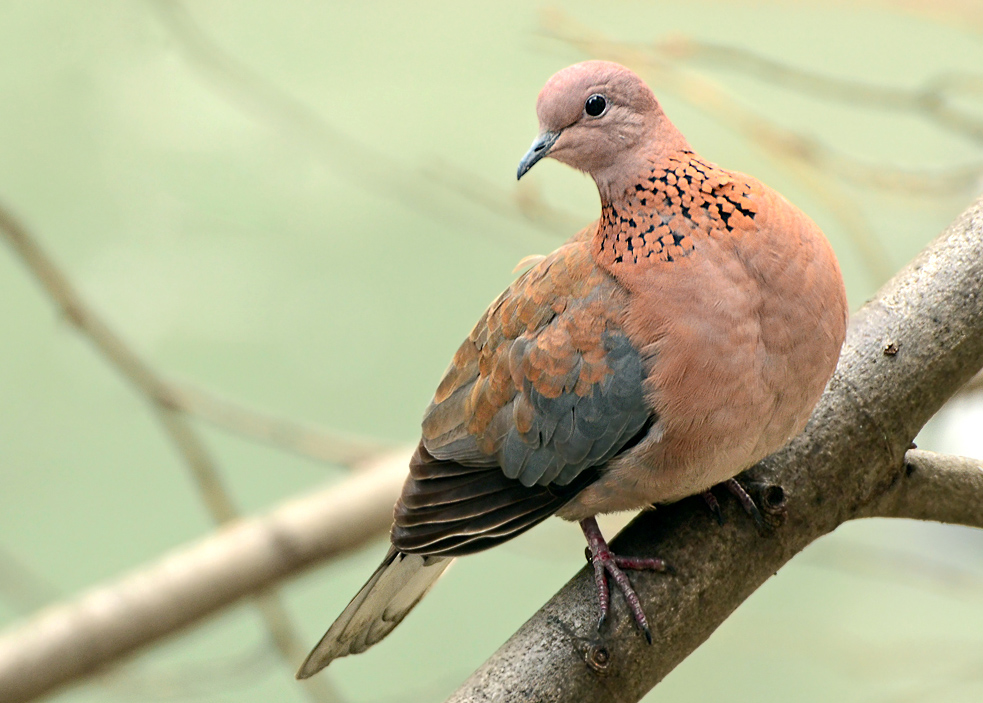 Küçük kumru » Laughing Dove » Spilopelia senegalensis