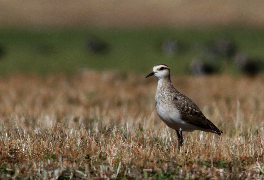 Sürmeli kızkuşu » Sociable Lapwing » Vanellus gregarius