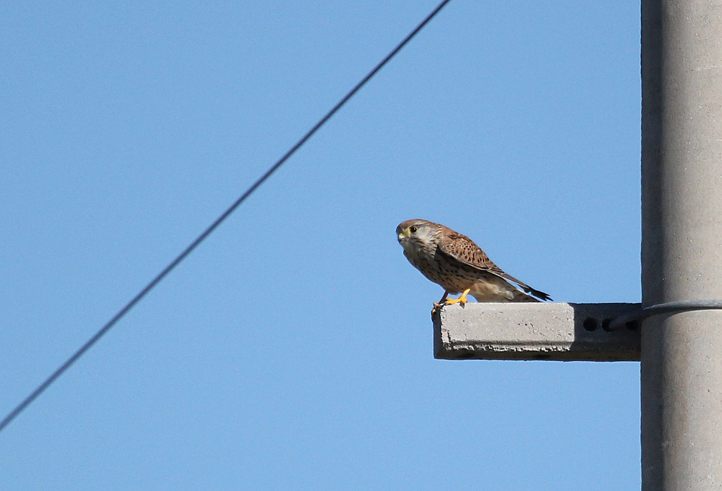 Kerkenez » Common Kestrel » Falco tinnunculus