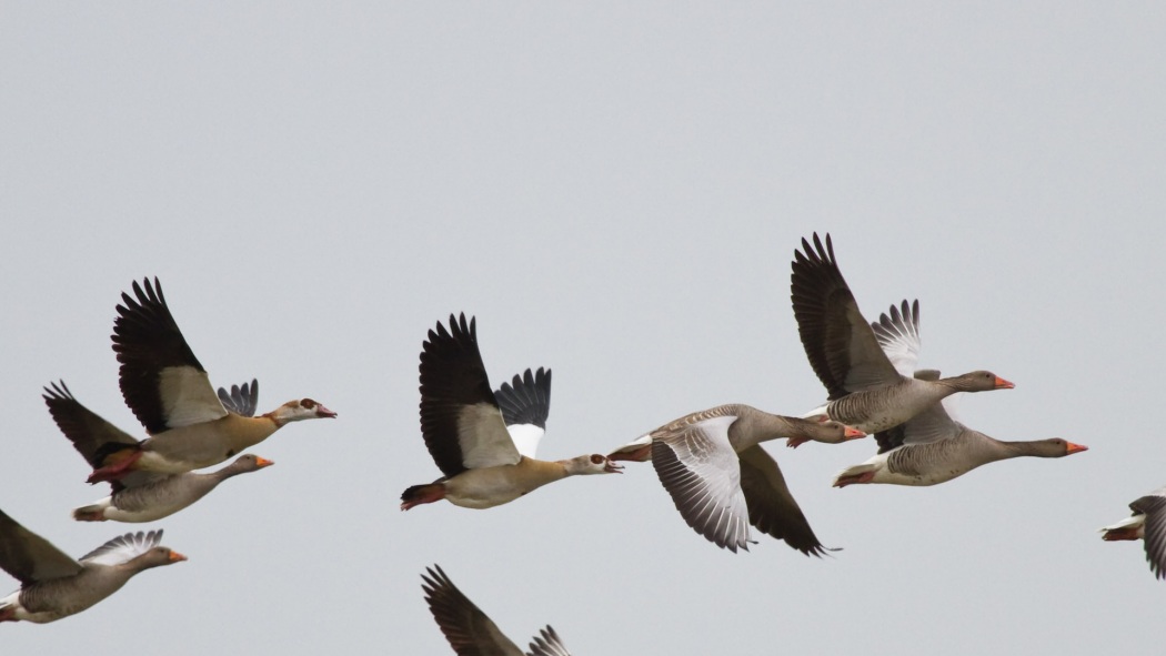 Nil kazı » Egyptian Goose » Alopochen aegyptiaca