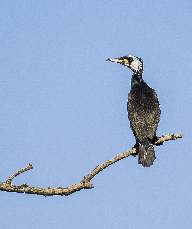 Karabatak » Great Cormorant » Phalacrocorax carbo