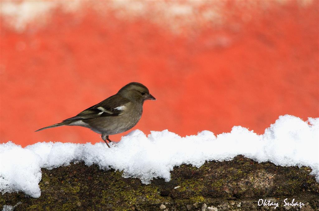 İspinoz » Common Chaffinch » Fringilla coelebs