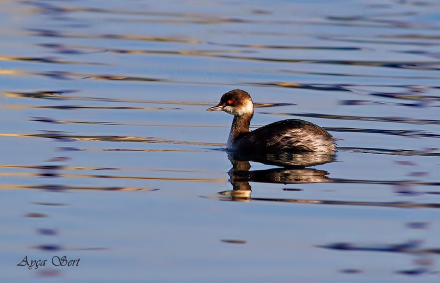 Karaboyunlu batağan » Black-necked Grebe » Podiceps nigricollis